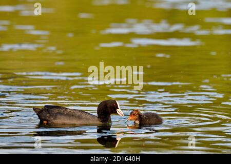 France, Doubs, Brognard, zone naturelle d'Allan, coot eurasien (Fulica atra) nourrissant ses jeunes sur l'eau Banque D'Images