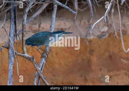 Madagascar, région de Boeny, parc national d'Ankarafantsika, héron à dos vert (Butorides striata) Banque D'Images
