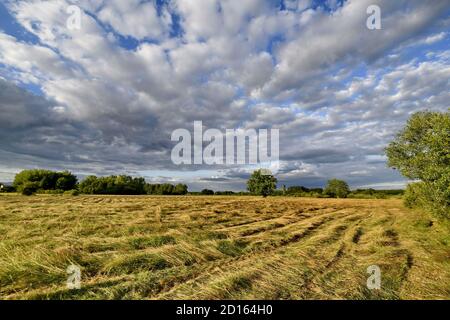 France, territoire de Belfort, Brebotte, vallée du Bourbeuse, fauchage de la prairie inondable Banque D'Images