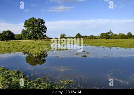 France, territoire de Belfort, Brebotte, vallée de la Bourbeuse, inondations, prairie Banque D'Images