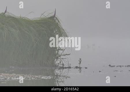 France, Doubs, Brognard, zone naturelle d'Allan, végétation aquatique, brume matinale Banque D'Images