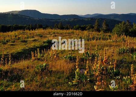 France, Haut Rhin, Sewen, massif du ballon d'Alsace, pré de Wissgrut (1124 m), gentianes jaunes, soirée d'été, vue sur le sommet du ballon d'Alsace, Banque D'Images