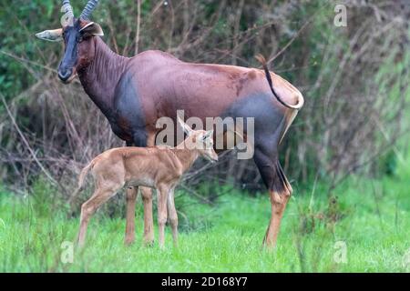 Ouganda, Ishasha dans le secteur sud-ouest du parc national de la Reine Elizabeth, Topi (Damaliscus korrigum) pâturage dans l'herbe, les femmes et les jeunes Banque D'Images
