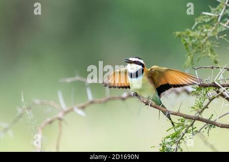 Ouganda, Ishasha dans le secteur sud-ouest du parc national de la Reine Elizabeth, mérope à gorge blanche (Merops albicollis) perchée sur une tige Banque D'Images