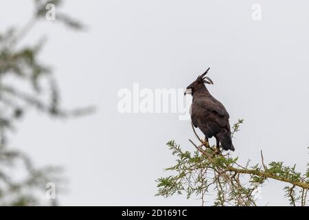 Ouganda, Ishasha dans le secteur sud-ouest du parc national de la Reine Elizabeth, aigle à aigrettes (Lopheetus occipitalis) perchée Banque D'Images