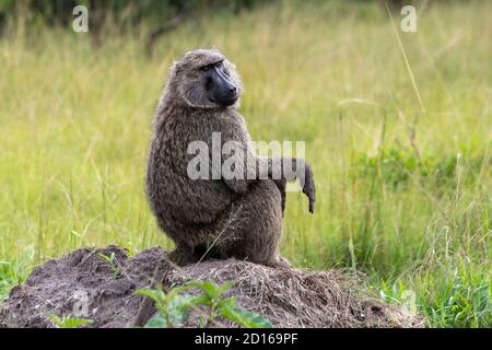 Ouganda, parc national du lac Mburo, Olive Baboon (Papio anubis), mâle adulte Banque D'Images