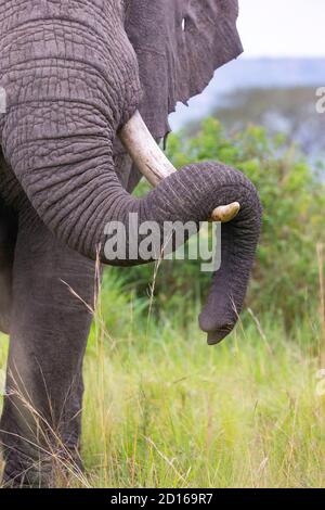 Ouganda, Ishasha dans le secteur sud-ouest du parc national de la Reine Elizabeth, l'éléphant d'Afrique (Loxodonta africana), vient pendant la saison des pluies à graz Banque D'Images