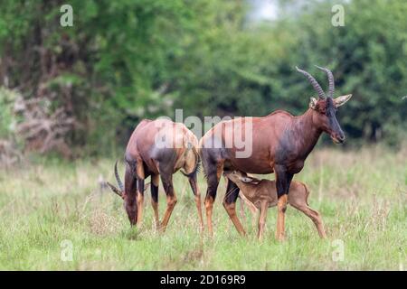 Ouganda, Ishasha dans le secteur sud-ouest du parc national de la Reine Elizabeth, Topi (Damaliscus korrigum) pâturage dans l'herbe, les femmes et les jeunes Banque D'Images