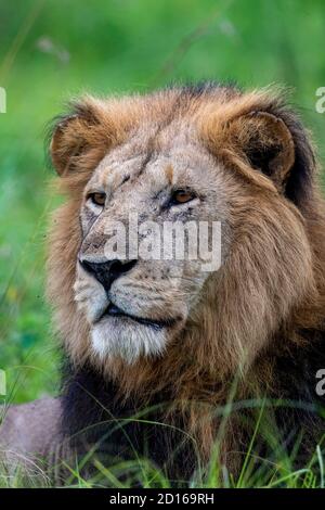 Ouganda, Ishasha dans le secteur sud-ouest du parc national de la Reine Elizabeth, Lion (Panthera leo), homme adulte couché dans l'herbe Banque D'Images