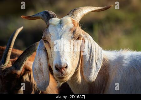 Les chèvres anglo-nubiennes (Capra aegagrus hircus) sont utilisées pour le contrôle de l'herbe dans une zone escarpée. Banque D'Images