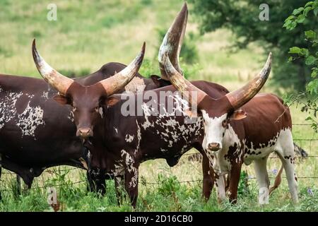 Bovins Ankole-Watusi (hybride Bos (primigenius) taurus/indicus) Pâturage dans une ferme de l'Oklahoma Banque D'Images