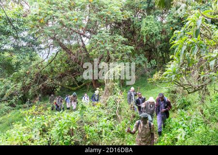 L'Ouganda, le Mgahinga, le parc national du Gorilla de Mgahinga, en Ouganda, est adjacent au parc national des Virunga, en République démocratique du Congo, et aux volcans Banque D'Images