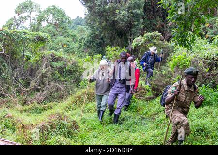 L'Ouganda, le Mgahinga, le parc national du Gorilla de Mgahinga, en Ouganda, est adjacent au parc national des Virunga, en République démocratique du Congo, et aux volcans Banque D'Images