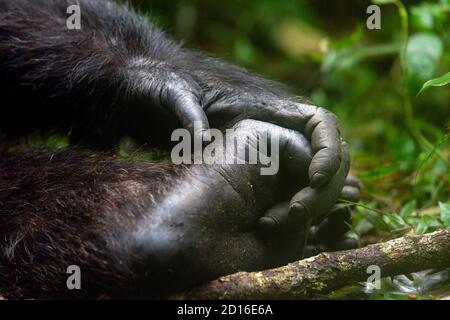 Chimpanzé (Pan troglodytes) mâle , Alpha mâle, reposant sur le sol, détails main et pied, Ouganda, Parc national de Kibale Banque D'Images