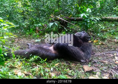 Chimpanzé (Pan troglodytes) mâle , Alpha mâle, reposant sur le sol, Ouganda, Parc national de Kibale Banque D'Images