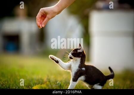 Chaton noir et blanc qui reçoit de la nourriture de la main humaine, animaux domestiques, photographie d'animaux de compagnie de chat jouant à l'extérieur, foyer sélectif peu profond, brouillé vert herbe arrière-plan Banque D'Images