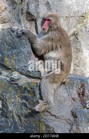 Macaque japonais / singe-neige (Macaca fuscata) assis dans le visage de roche, originaire du Japon Banque D'Images