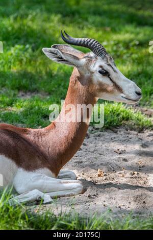 La gazelle de Mhorr (Nanger dama mhorr), éteinte dans la nature mais présente dans les programmes de reproduction en captivité Banque D'Images