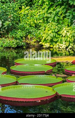 Feuilles flottantes du nénuphars géant (Victoria amazonica / Nymphaea victoria / Victoria regia), le plus grand nénuphars du monde Banque D'Images