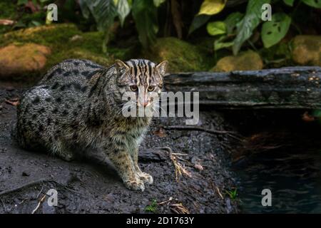 Chat de pêche (Prionailurus viverrinus) chassant le long de la rive de la rivière, chat sauvage de taille moyenne / félin originaire de l'Asie du Sud et du Sud-est Banque D'Images