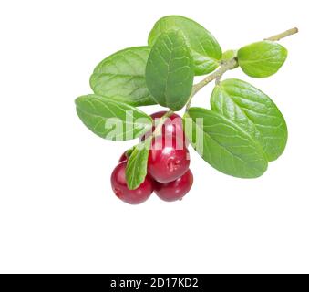 Canneberge. Canneberge avec feuilles isolées sur blanc. Baies de lingonis. Branches de la forêt de cowberriesw. Baie sauvage de cowberry. Banque D'Images