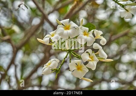 Belle leelawadee fleurs en fleur sur un arbre en Thaïlande. Banque D'Images