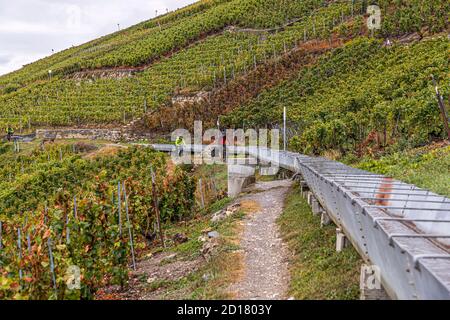 Un sentier de vignoble avec circulation à deux sens.Le code d'honneur, qui inclut la conduite uniquement sur des pistes cyclables désignées, n'est pas toujours suivi.Suonen randonnée dans le Valais suisse, Savavièse, Suisse Banque D'Images