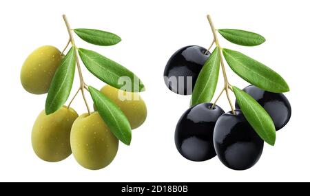 Branche d'olivier aux olives vertes et noires