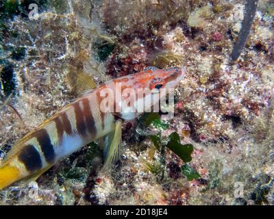 Un comber peint seul (Serranus scriba) Banque D'Images