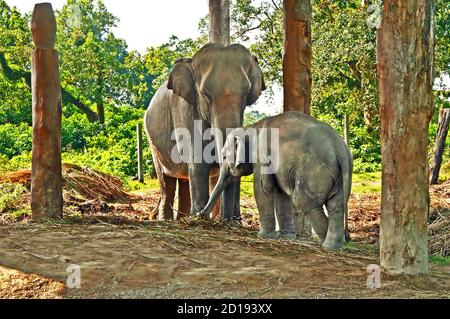 Mère d'éléphant et bébé dans le centre de reproduction du parc national de Chitwan, au Népal Banque D'Images
