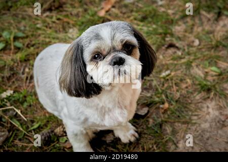 Le chien Shih Tzu est assis sur la route Banque D'Images