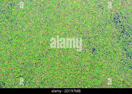 Duckweed vert sur la surface de l'eau gros plan comme arrière-plan Banque D'Images