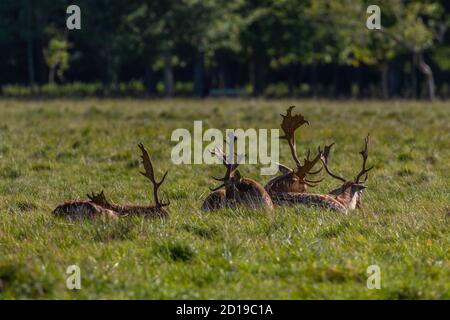 Les mâles ou les cerfs de grande taille se reposent pendant la saison des cerfs à Phoenix Park, Dublin, Irlande Banque D'Images