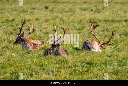 Fallow Deer, trois cerfs de dollars, Dama dama, présentant des bois impressionnants tout en se reposant à Phoenix Park, Dublin, Irlande Banque D'Images