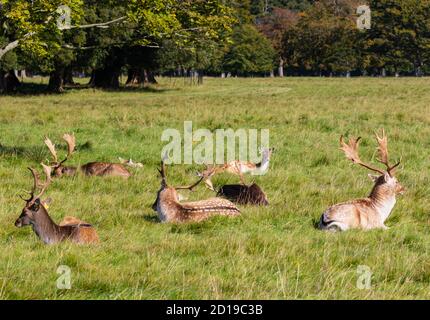 Les cerfs et les cerfs de Virginie se reposent à l'ombre pendant la saison des ruches à Phoenix Park, Dublin, Irlande. Hommes et femmes Bucks and Does 'dama Dama' Banque D'Images