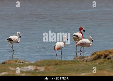 Flamingo andin (Phoenicarrus andinus) adulte et trois imatures en eau peu profonde Salta, Argentine Janvier Banque D'Images