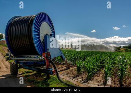 Système d'arrosage dans un champ de maïs, département du Puy de Dome, Auvergne Rhône Alpes, France Banque D'Images