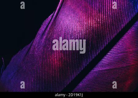 Gros plan plumes d'oiseau néon violet lumière de couleur. Superbe texture d'arrière-plan pour un design élégant. Vue Macro. Banque D'Images