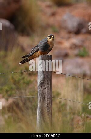 Aplomado Falcon (Falco femoralis pichinchae) adulte perché sur la clôture après Jujuy, Argentine Janvier Banque D'Images