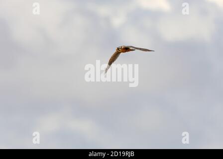 Aplomado Falcon (Falco femoralis pichinchae) adulte en vol Jujuy, Argentine Janvier Banque D'Images