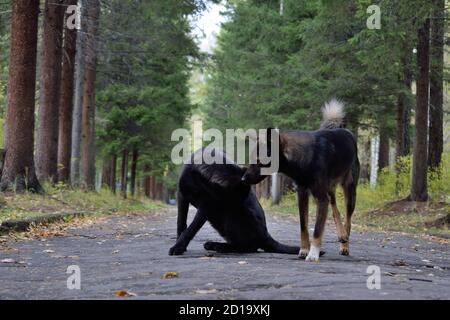 Deux chiens errants dans le parc à Arshan, Russie Banque D'Images