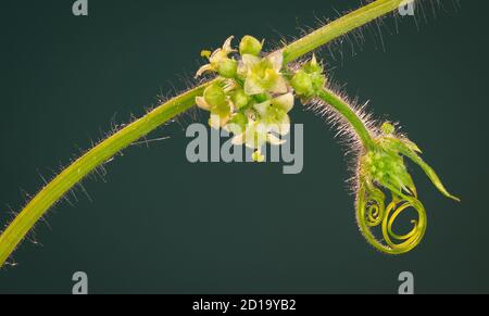 Vue macro de la grappe de fleurs sur une plante de concombre de bur (Sicyos angulatus), une vigne indigène de l'est de l'Amérique du Nord. Banque D'Images