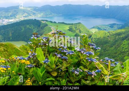 Fleurs sauvages dans la montagne dans le lac de Sete Cidades, un lac volcanique cratère sur l'île de Sao Miguel, Açores, Portugal. Vue de Boca do Inferno Banque D'Images