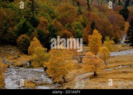 Forêt décidue mixte, Molières valley, Aran , du massif pyrénéen, Lleida, Catalogne, Espagne, Europe Banque D'Images