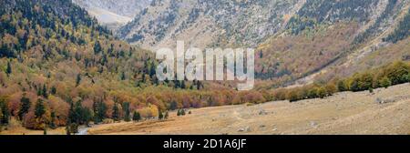 Forêt décidue mixte, Molières valley, Aran , du massif pyrénéen, Lleida, Catalogne, Espagne, Europe Banque D'Images