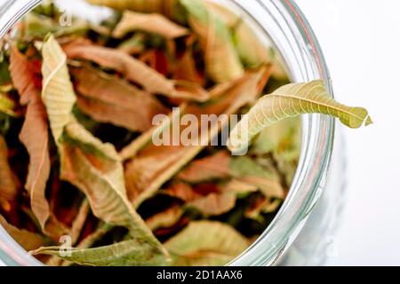 Feuilles séchées d'Aloysia citronnora, verveine de citron Banque D'Images