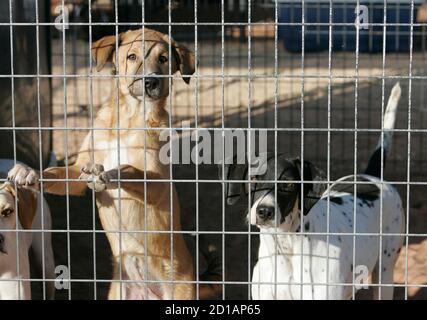 best friends kennel