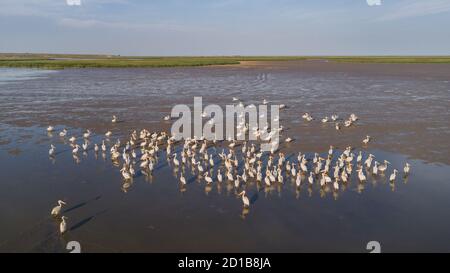 Le pélican blanc (Pelecanus onocrotalus) dans le Delta du Danube, Roumanie Banque D'Images