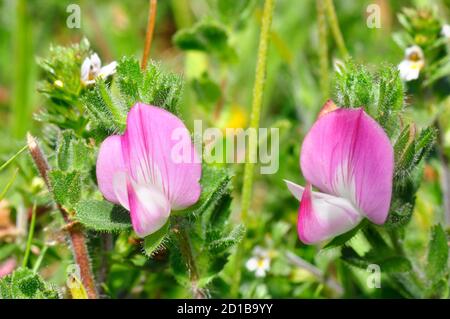 Commune Restharrow 'Ononis repens' dans les dunes de sable de Braunnton Burrows Dans North Devon Royaume-Uni Banque D'Images