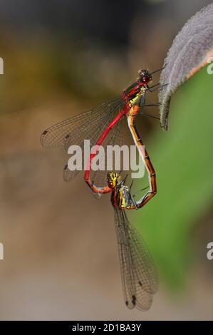 Grands ddamselflies rouges (Pyrhosoma nymphula) se accouplant sur une feuille, Somerset.UK Banque D'Images